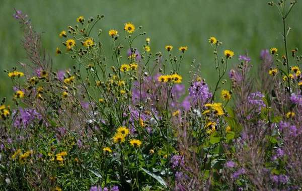 Les plantes les plus résistantes